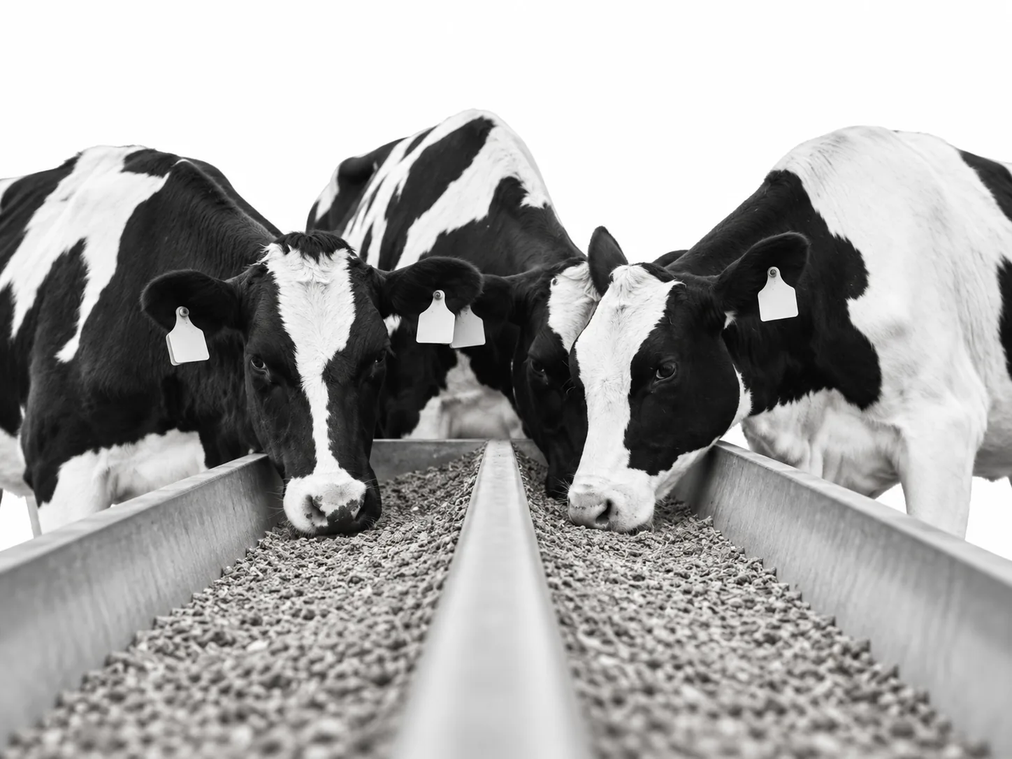 Division soja alimentation animale